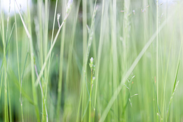 Grass in backyard close view summer background