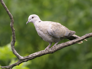 Collared dove, Streptopelia decaocto