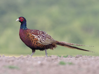 Common pheasant, Phasianus colchicus
