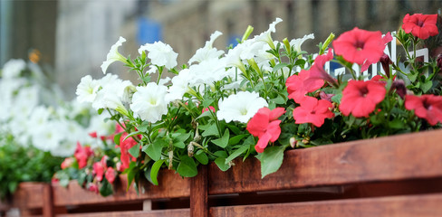 Summer cafe on the street of St. Petersburg