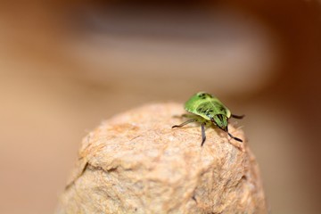Nymphe einer grünen Stinkwanze  (  Palomena prasina  )  auf Karton 