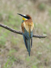 European bee-eater, Merops apiaster