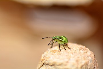 Nymphe einer grünen Stinkwanze  (  Palomena prasina  ) 