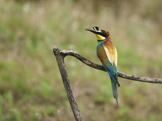 European bee-eater, Merops apiaster