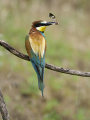 European bee-eater, Merops apiaster
