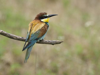 European bee-eater, Merops apiaster