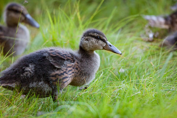 young ducklings in small lake nature
