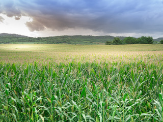 corn field