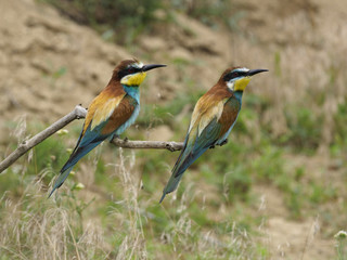 European bee-eater, Merops apiaster
