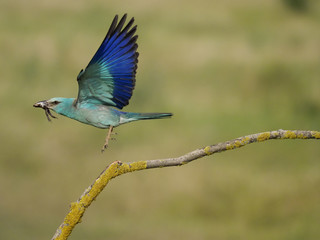 European roller, Coracias garrulus