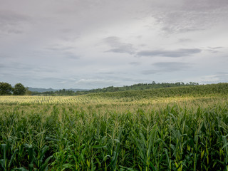 corn field