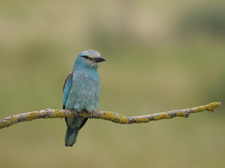 European roller, Coracias garrulus