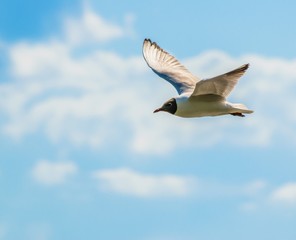 Seagull flying in the sky
