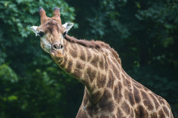 The giraffe is the tallest land animal on the planet.	