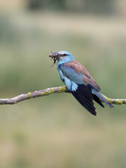European roller, Coracias garrulus