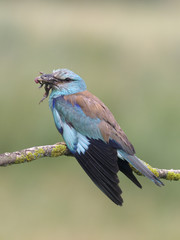 European roller, Coracias garrulus