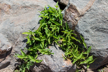 Green plant and the surface of an old rock with cracks.