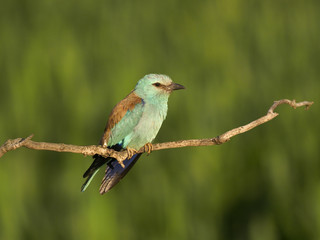Obraz premium European roller, Coracias garrulus