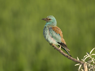 European roller, Coracias garrulus