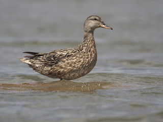 Gadwall, Anas strepera