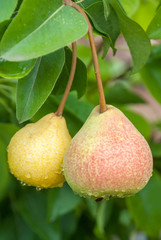 Fresh juicy pears on pear tree branch