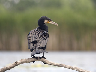 Great cormorant, Phalacrocorax carbo