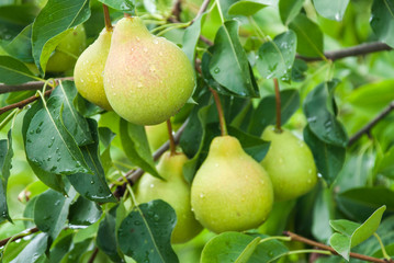 Fresh juicy pears on pear tree branch