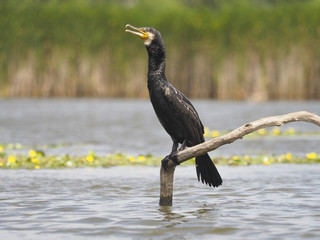Great cormorant, Phalacrocorax carbo