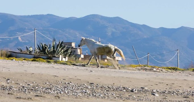 Cavallo bianco corre al galoppo isolato nella spiaggia