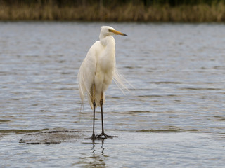 Great-white egret, Egretta alba