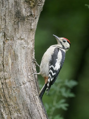 Great-spotted woodpecker, Dendrocopos major