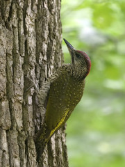 Green woodpecker, Picus viridis