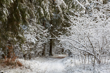 Path in forest snowfall after