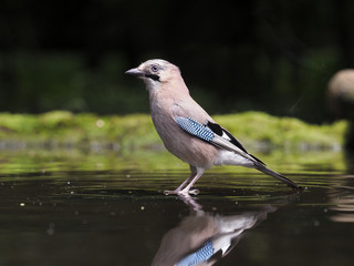 Jay, Garrulus glandarius