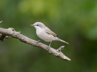 Lesser whitethroat, Sylvia curruca