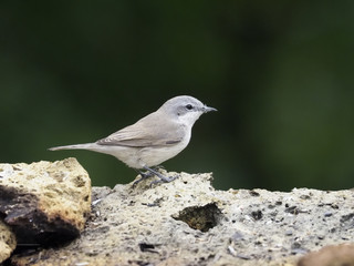 Lesser whitethroat, Sylvia curruca