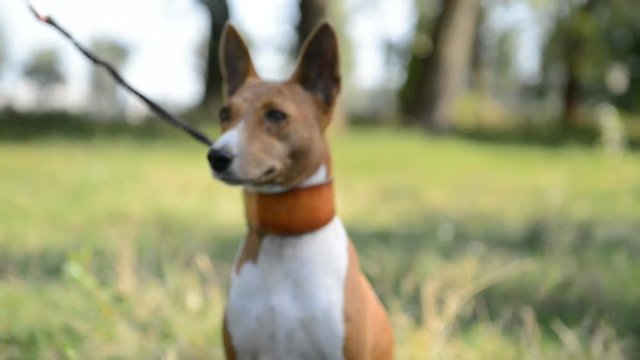 Basenji African dog breed sitting in the natural park