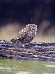 Little owl, Athene noctua