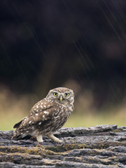 Little owl, Athene noctua