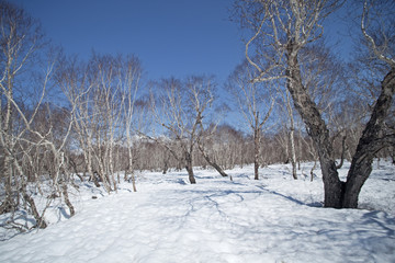 Kamchatka peninsula, nature
