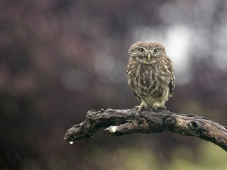 Little owl, Athene noctua