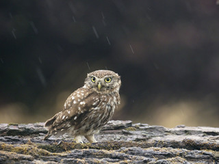 Little owl, Athene noctua