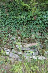 Stone wall and plant