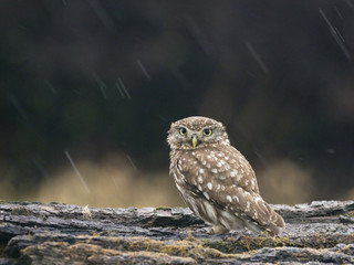 Little owl, Athene noctua