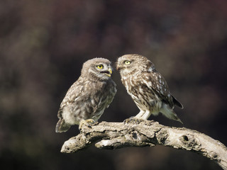Little owl, Athene noctua