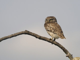 Little owl, Athene noctua