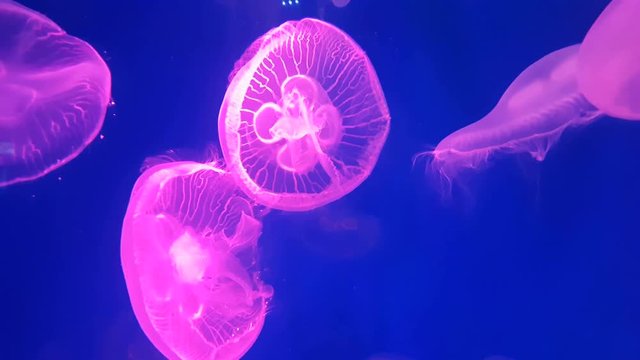 4K. group of fluorescent pink jellyfish swimming in Aquarium pool. transparent jellyfish underwater footage with glowing medusa moving around in the water. marine life wallpaper background.
