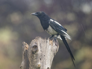 Magpie, Pica pica