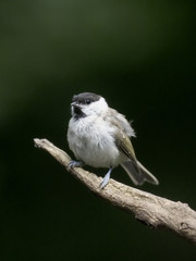 Marsh tit, Parus palustris