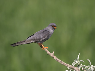 Fototapeta premium Red-footed falcon, Falco vespertinus